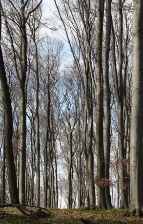 bukový les 8.4.2012