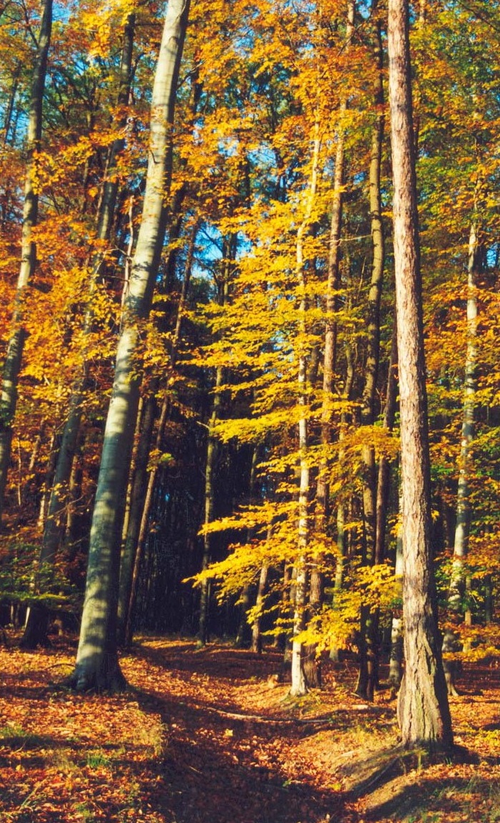 Alej v lese u Útěchova