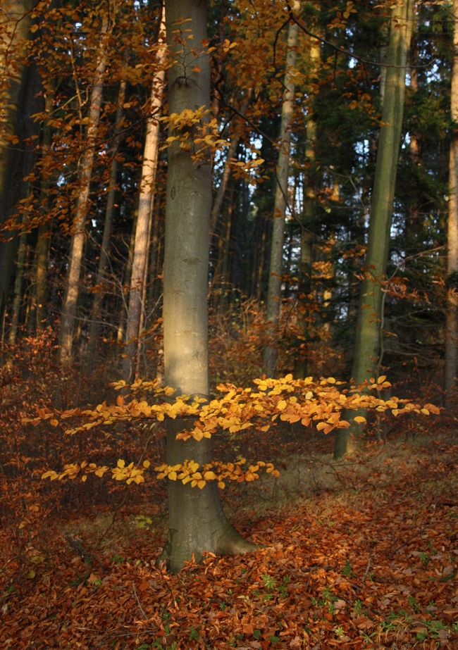 podzim v Prudké 14.11.2012